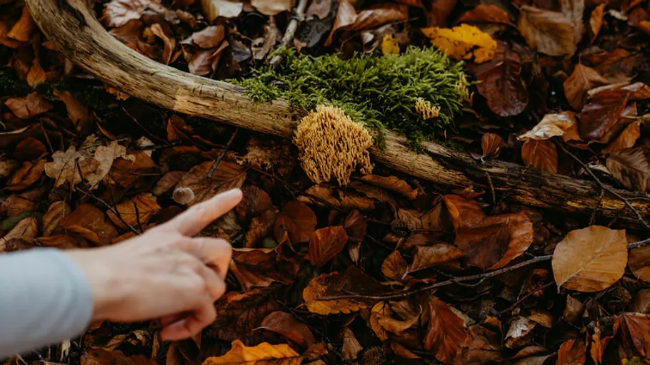 Hand pointing at fungus on forest floor.