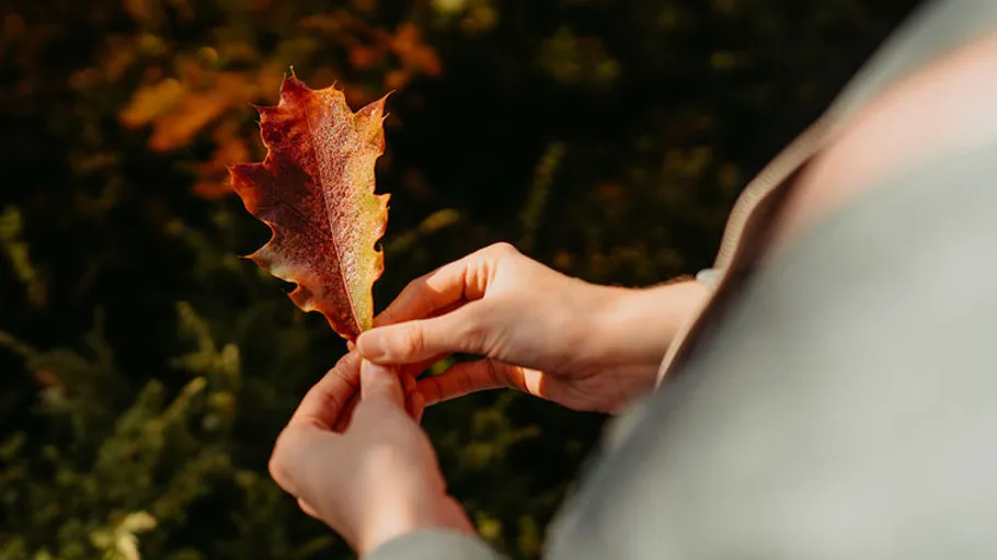Hände halten ein Herbstblatt im Freien.