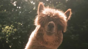 Lama steht draußen, Sonnenlicht hinter Bäumen.