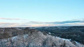 Snow-covered forest under clear blue sky.