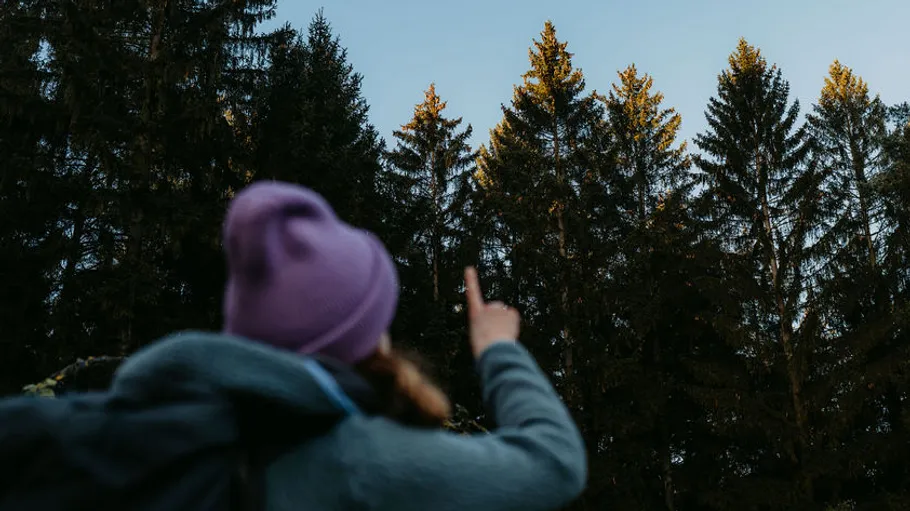 Person zeigt auf Baumwipfel im Wald.
