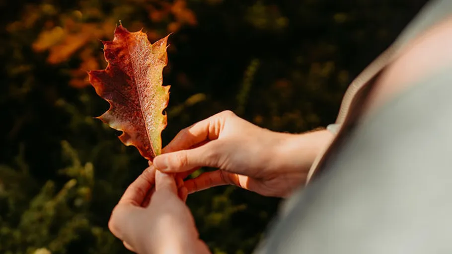 Hände halten ein rotes Blatt im Freien.