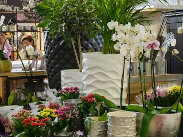 Blumen und Töpfe dekorieren einen Blumenladen mit Pflanzen.