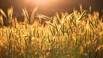 Wheat field glowing in sunset light.