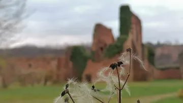 Dandelions in foreground, castle ruins in background.