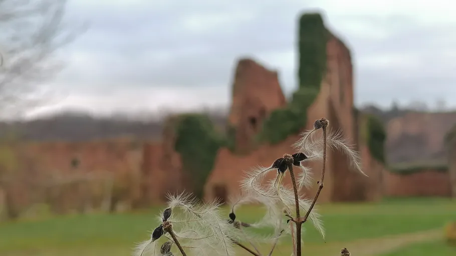 Löwenzahn im Vordergrund, Burgruine im Hintergrund.