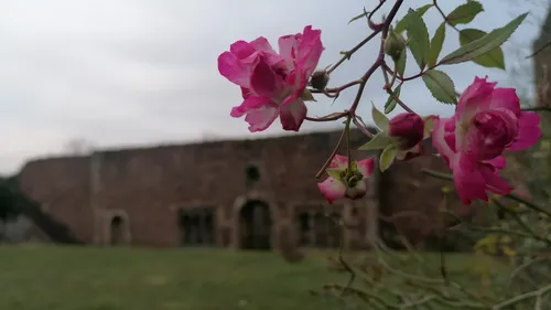 Pink flowers in front of old stone building.