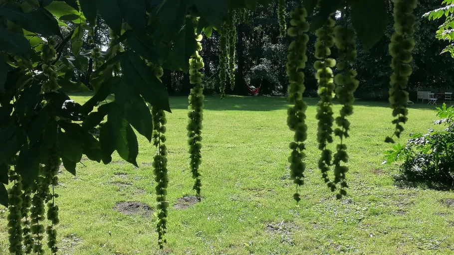Hängende Kätzchen in sonniger Wiese.
