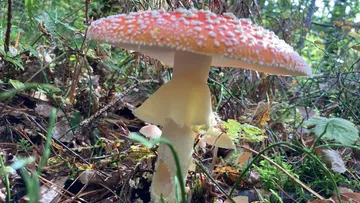 Roter Pilz mit weißen Flecken im Wald.
