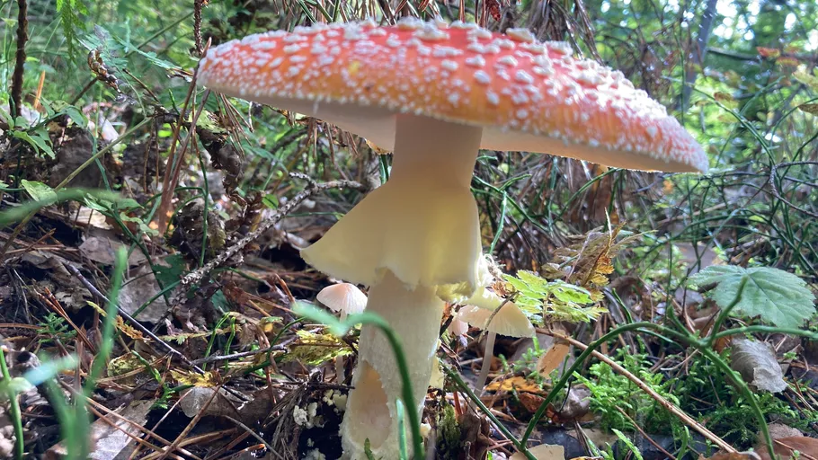 Red mushroom with white spots in forest.