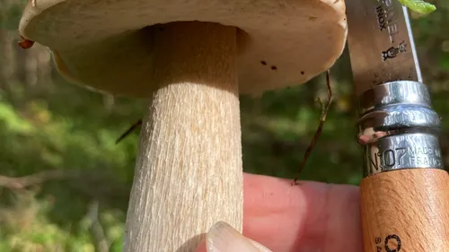 Mushroom held by hand with knife nearby.