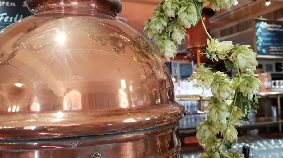 Copper kettle with hops in a brewery.