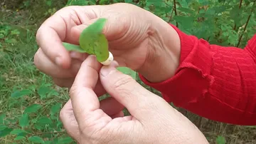 Hands holding leaf-wrapped berry in a garden.