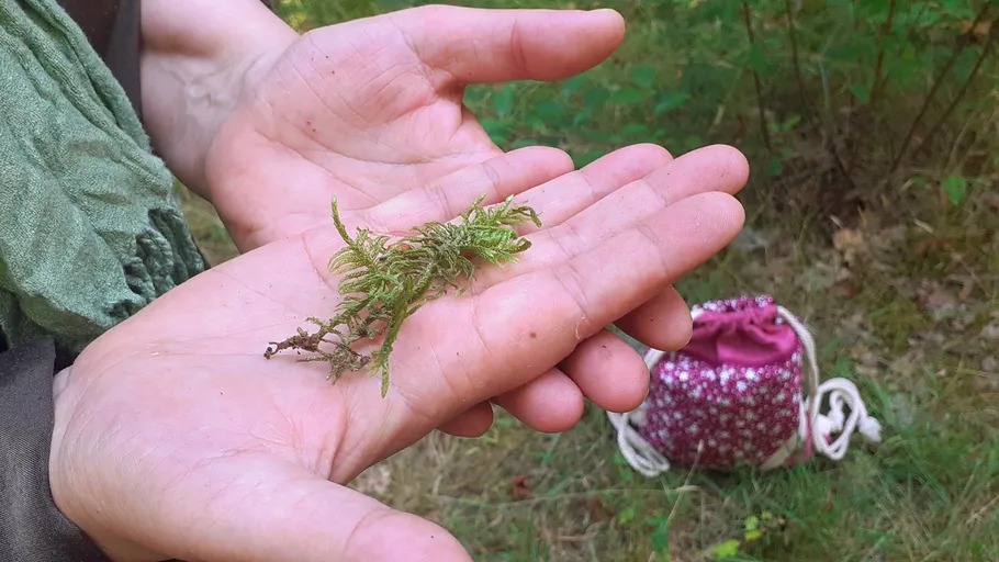 Hands holding moss in a forest setting.