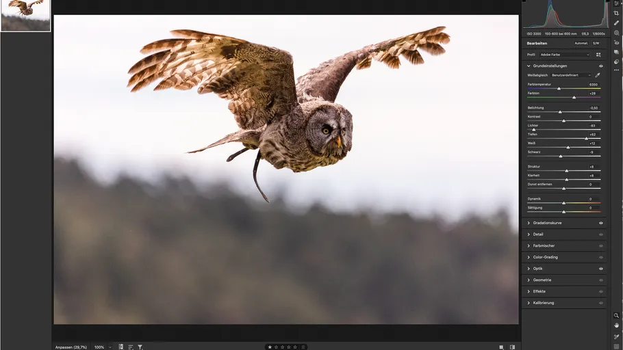 Owl flying over blurred forest background.