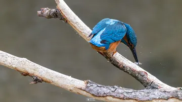 Eisvogel hackt auf Ast in natürlicher Umgebung.
