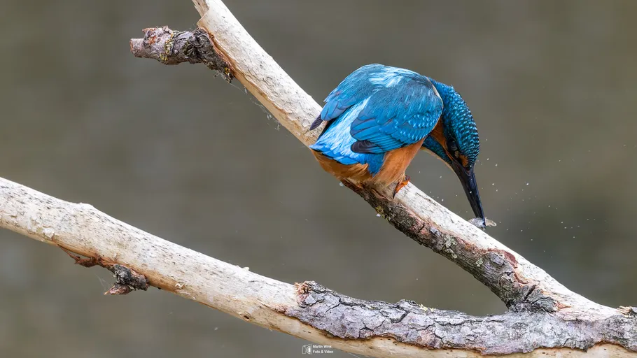 Eisvogel hackt auf Ast in natürlicher Umgebung.