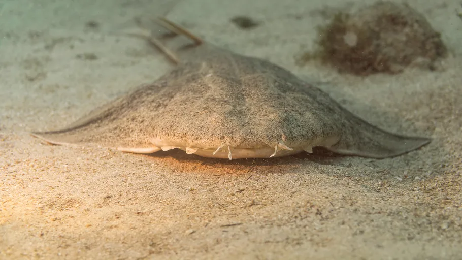 Stingray resting on sandy ocean floor.