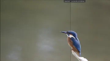 Eisvogel auf Ast vor unscharfem Hintergrund.