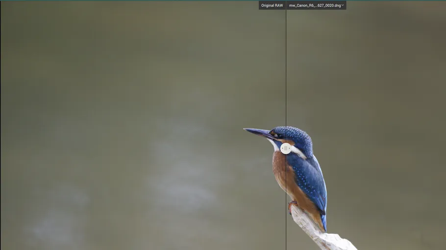 Kingfisher perched on branch against blurred background.