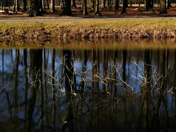 Water reflects trees, branches stick out of the lake.