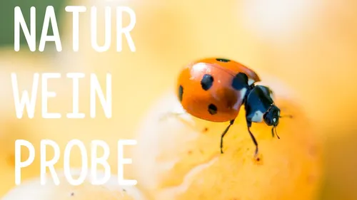 Ladybug on grape with text 'NATUR WEIN PROBE'.