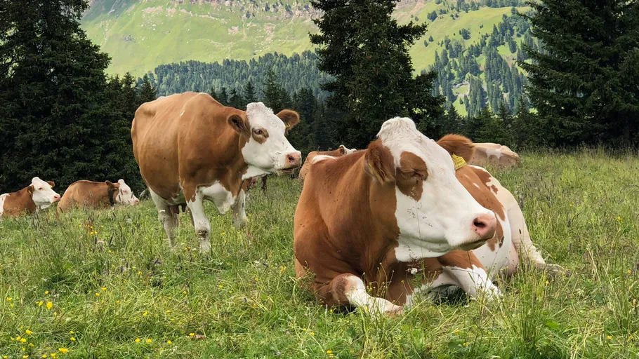 Kühe ruhen und grasen auf einer Bergwiese.