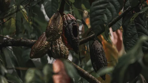 Cocoa pods hanging from a leafy tree.