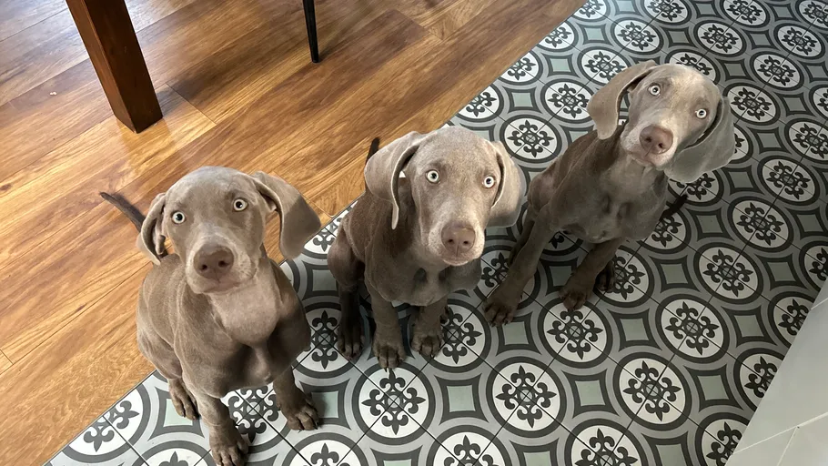 Three puppies sitting on patterned floor inside.