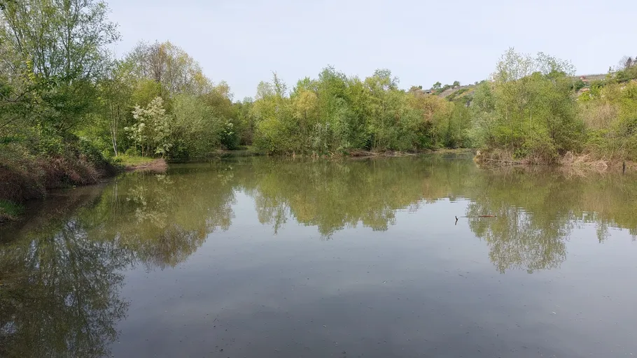 Calm pond surrounded by lush green trees.