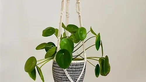 Green plant hanging in macrame holder indoors.