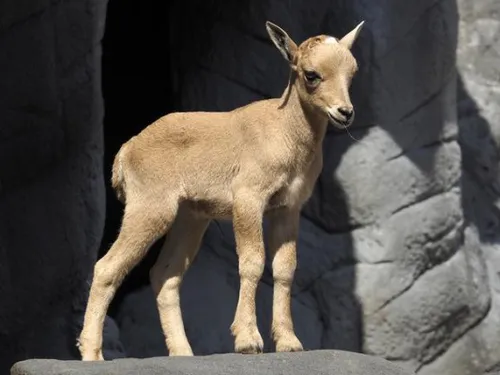 Zicklein steht auf einem Felsen vor steiniger Umgebung.