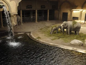 Elefanten fressen Gras in einem Zoo mit Wasserfall.