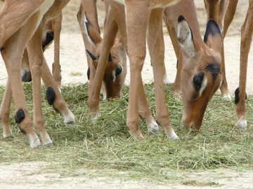Antilopen fressen Gras in einem offenen Umfeld.