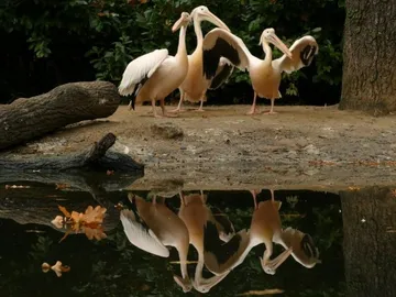 Four pelicans stand on the shore and are reflected in the water.