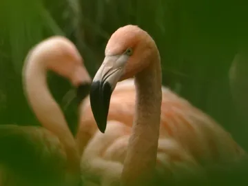 Flamingos stand still surrounded by green grass.