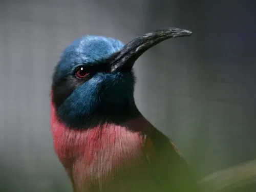 Colourful bird looks attentively from a green environment.