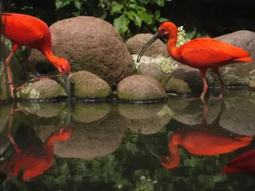 Red birds stand between stones at the water's edge.