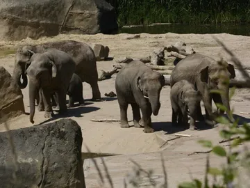 Several elephants walk across a sandy area.