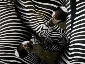 Zebras stehen nah beieinander und zeigen ihr gestreiftes Fell.