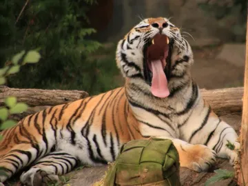 Ein Tiger gähnt entspannt auf einem Baumstamm.