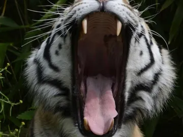 Ein Tiger gähnt vor grünem Hintergrund im Dschungel.