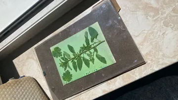Pressed plant on green paper in sunlight.