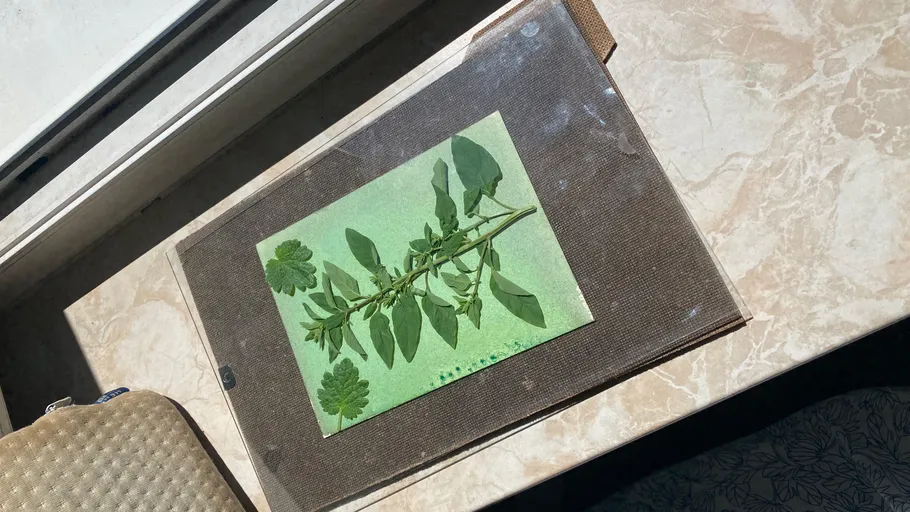 Gepresste Pflanze auf grünem Papier im Sonnenlicht.