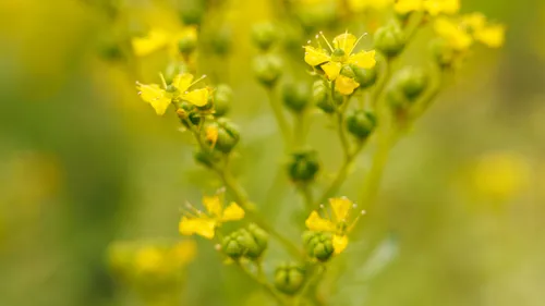 Gelbe Blumen blühen an grünen Stängeln draußen.