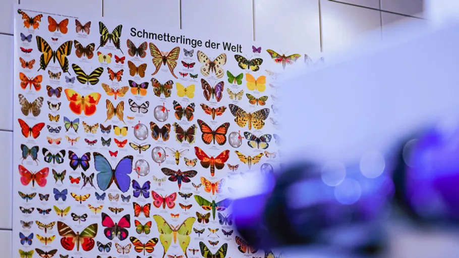 Schmetterlingsposter an einer gefliesten Wand.