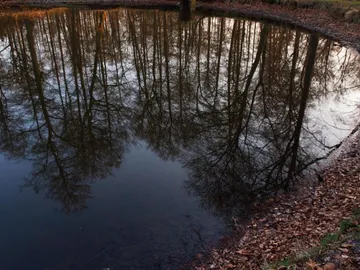 Ein Teich reflektiert Bäume in ruhigem Wasser, umgeben von Laub.