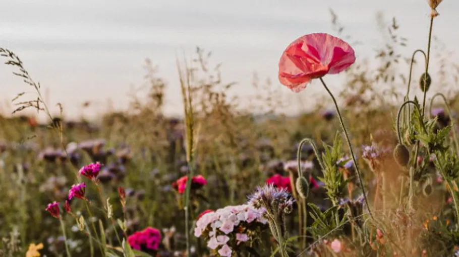 Wildblumen blühen auf sonniger Wiese.