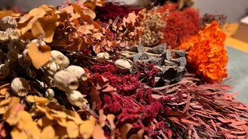 Getrocknete Blumen in kräftigen Farben.