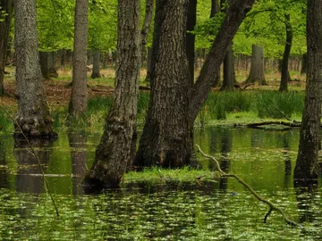 Trees stand in water, surrounded by green foliage.